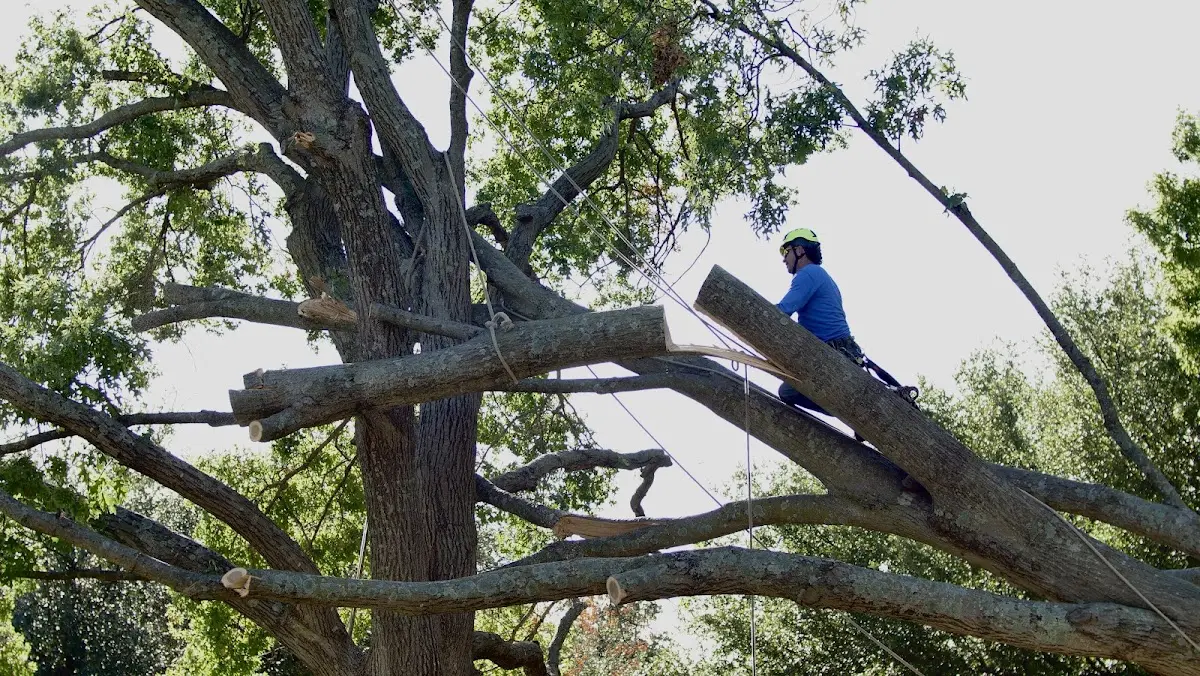 Professional Crown Thinning performed by certified arborists in East Quogue