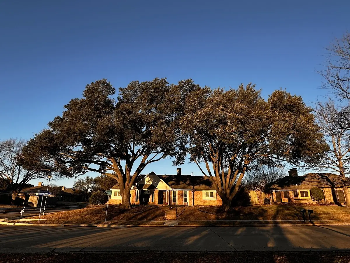 Established residential canopy tree shading a home in East Quogue